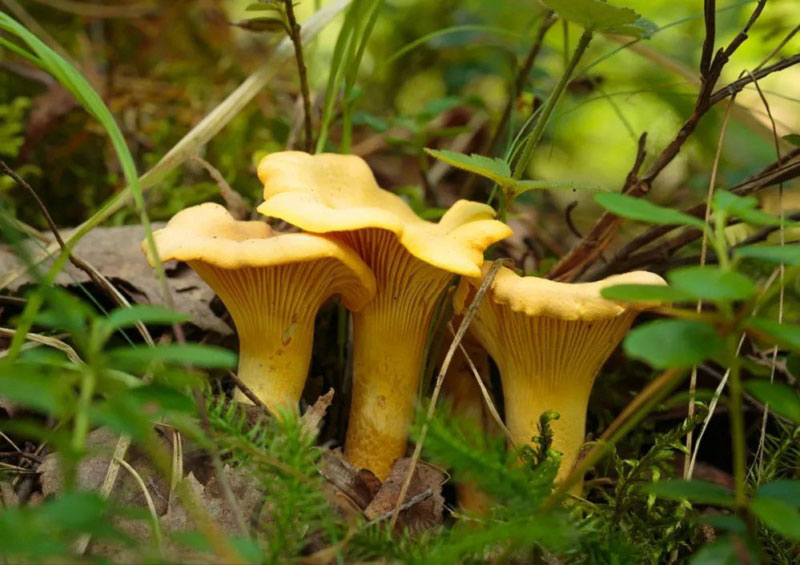 毒蘑菇顏色艷，一起煮大蒜會發黑？真的假的？